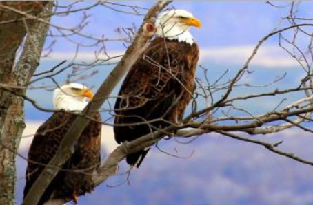 Eagles